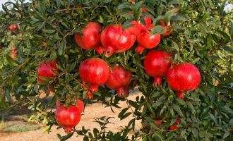 SULLE ALI DORATE: ALBERI DI VITA